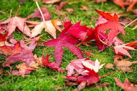 UK autumn Stock Photos