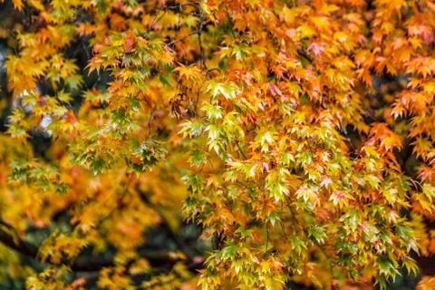 UK autumn Stock Photos