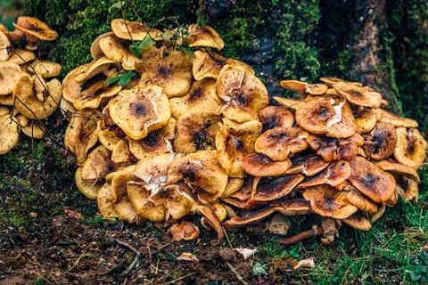 UK autumn Stock Photos