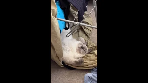 UK: Cat naps in knocked-over clothes airer in London, England, UK Stock Footage 324552437