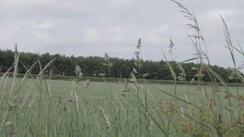 UK countryside fields, handheld, with grass foregrounded Video stock 91617754