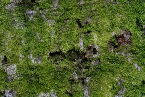 UK Cwmcarn Forest Tree Moss Macro Stock Photos