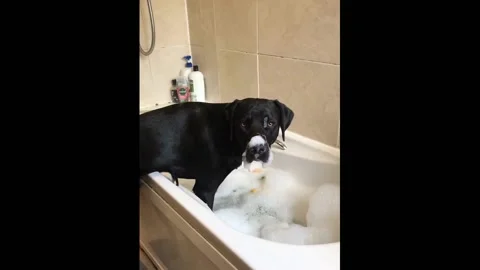 UK: Dog enjoys bubble bath fun in Edinburgh Stock Footage 280525330