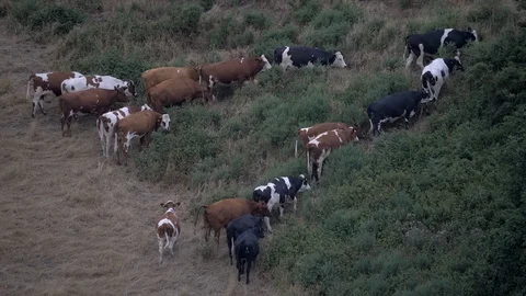 UK Farm Cows in Field  Stock Footage 92411065