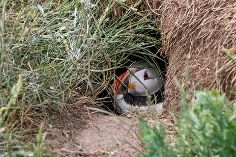 UK, Farne Islands, June 2019: Puffin peeping out from his underground burrow Stock Photos