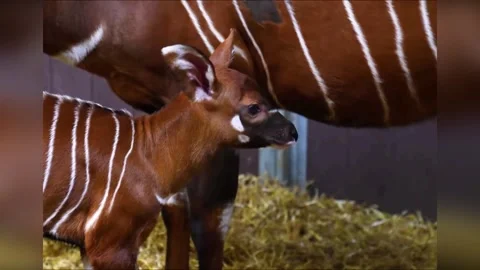 UK: First Female Eastern Mountain Bongo Calf Born At Woburn In Over A Dec... Video stock 320661689