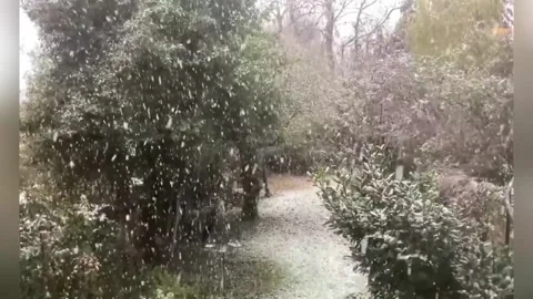UK: First Snow Sends Two Dogs Into Pure Joy Video stock 321516972