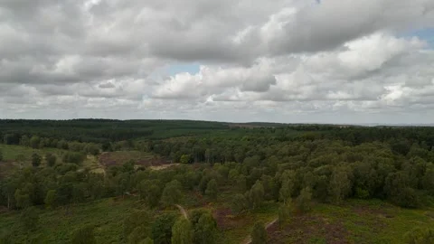 UK forest ascending Video stock 316166534