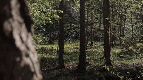 UK forest, tree foregrounded, handheld Video stock 91617009