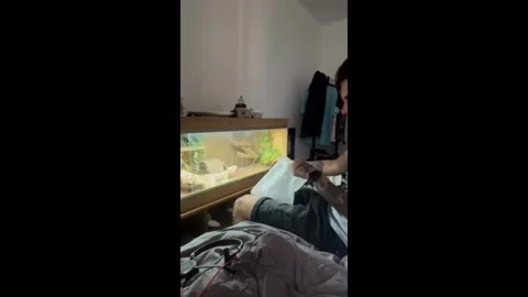 UK: Funny fail while feeding a bearded dragon in bury Saint Edmunds, UK Stock Footage 294007561