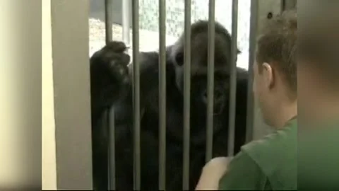 UK: Gorilla Bursts Into Laughter While Being Tickled In Video Stock Footage 337736293