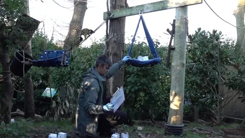UK: More than 10,000 animals counted in annual stock take at London Zoo Stock Footage 296846396