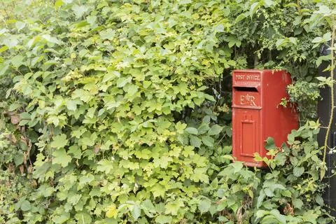 Uk Red post office mail box surrounded by shrubs copy space Photos