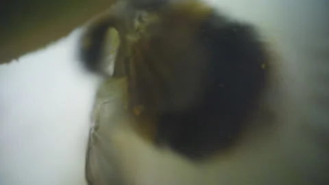UK Summer Garden Bumble Bee On Passion Flower Close Up Pollen Stock Footage 344229690