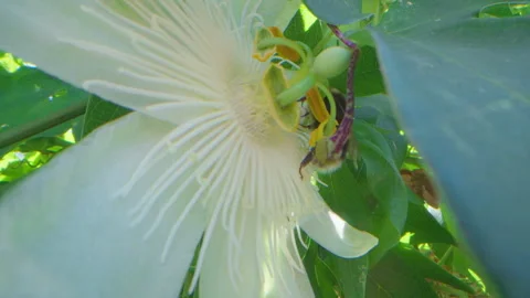 UK Summer Garden Bumble Bee On Passion Flower Close Up Stock Footage 344230292