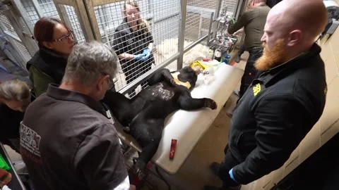 UK: Sun bear Kyra undergoes vital surgery at Hertfordshire Zoo Stock Footage 322603294
