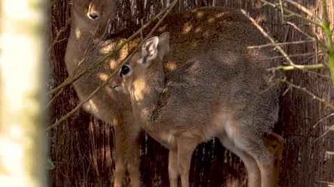 UK: Tiny antelope born at Chester Zoo Stock Footage 331996907