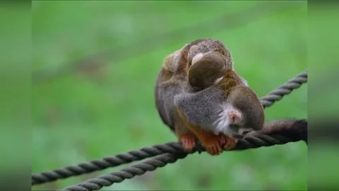 UK: Tiny Squirrel Monkey Newborn At Woburn Safari Park Awaits Tree Mendou... Stock Footage 323149320