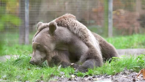 UK: Zoo in awe of Boki the brown bears progress after pioneering brain... Stock Footage 292903031