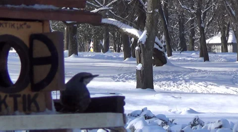 Ukraine, bird feeders Видео 34298317