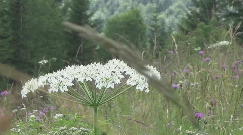 Ukraine, Carpathian Mountains 動画素材 44694610