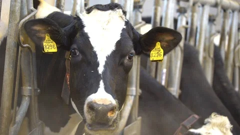 Ukraine Farm. Cows. Animals Stock Footage 87322859