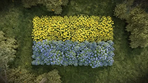 UKRAINE flower flag Stock Footage 220461142
