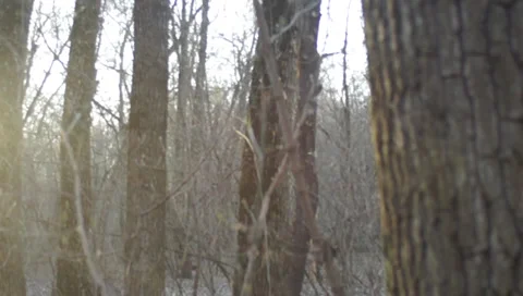 Ukraine, forest 스톡 동영상 36765855