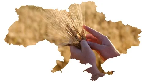 Ukraine Hands of farmer touching wheat ear at sunset, expecting good harvest Stock Footage 212467401