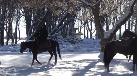 Ukraine, horse 스톡 동영상 34276824