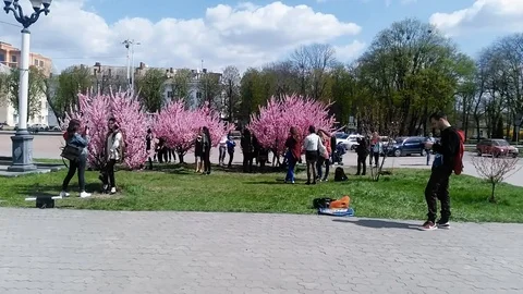 Ukraine, Khmelnytsky April 19, 2018: Photos of the Sakura flower range. Stock Footage 101760978