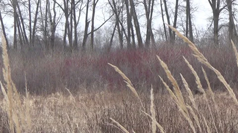 Ukraine, meadow Video stock 35568633