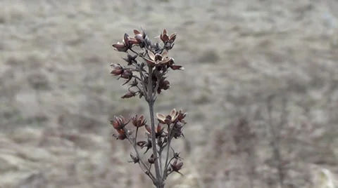 Ukraine, meadow Stockbeeldmateriaal 35568667