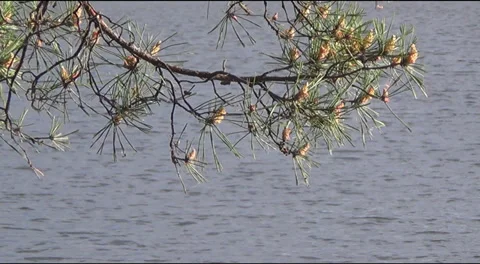Ukraine, nature, spring, pine needles and young shoots, lake. Stockbeeldmateriaal 39163032