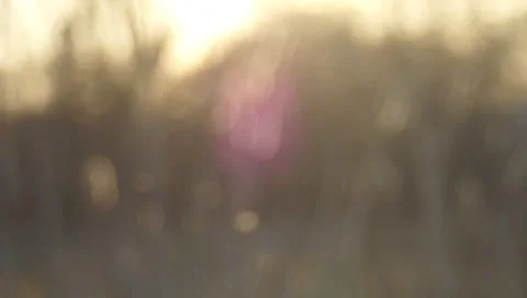 Ukraine, reed Stock-Footage 36533473