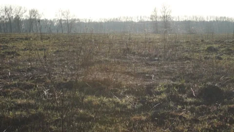 Ukraine, spring, field Stockbeeldmateriaal 36629419