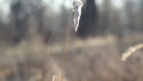 Ukraine, spring Video stock 36533914