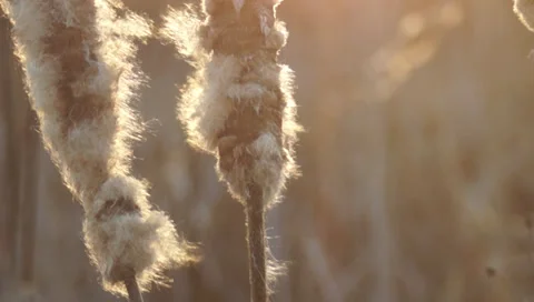 Ukraine, spring Stock Footage 36624891