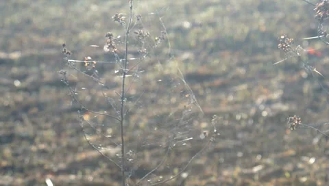 Ukraine, spring, landscape Stockbeeldmateriaal 36533613