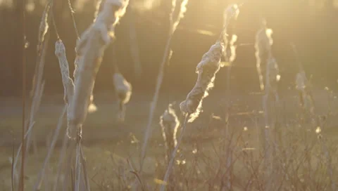 Ukraine, spring, reeds Stock-Footage 36632104