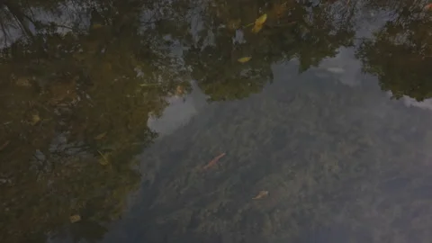 Ukraine Uman sity dendrological Sofiyivka Park arboretum waterfall autumn Stock Footage 220651249
