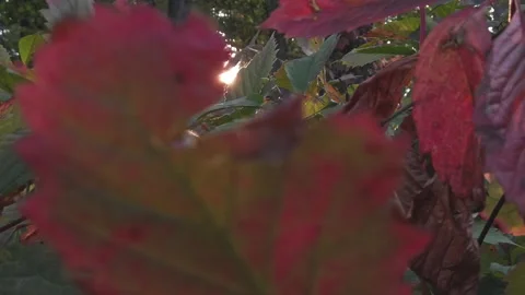 Ukraine Uman sity dendrological Sofiyivka Park arboretum autumn Stock Footage 220651555