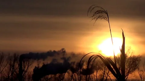 Ukraine, winter, cane, sunset, sun, nature, landscape. 스톡 동영상 34651352