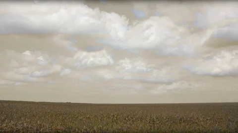 Ukrainian Corn Field Mix Stockbeeldmateriaal 79938173