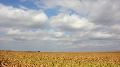 Ukrainian Corn Field Original 库存影片 79938174