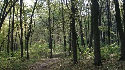 Ukrainian Deciduous, Temperate Forest with Dry Leaves Carpeting the Ground 库存影片 72100585