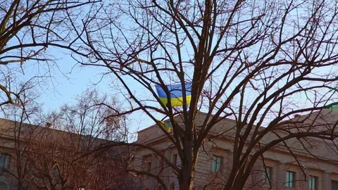 Ukrainian Flag Fixed On Tree In Front Of Embassy Of Russian Federation in Berlin Stock Footage 185539417