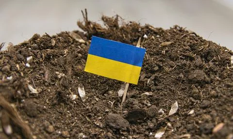 Ukrainian flag on a toothpick inserted into the soil of the earth Stock Photos