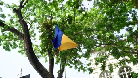 Ukrainian flag on the tree background Stock Footage 172323625