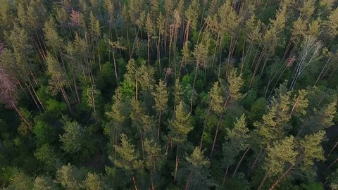 Ukrainian forest. Aerial view Stock Footage 75304973